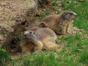 70 Famiglia di marmotte